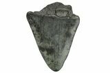 Bargain, Fossil Megalodon Tooth - South Carolina #368408-1